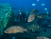 Bonifacio - Plongée U Pelu - © Eric Volto Bonifacio - Plongée U Pelu - © Eric Volto