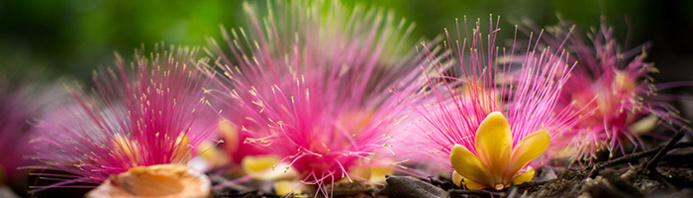 © Guillaume Feuillet / Chawari © Guillaume Feuillet / Chawari