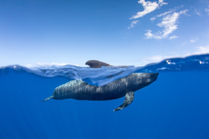 Tenerife, la plus grande îles des Canaries, vient d’obtenir la certification « Responsible Watching », un pas de plus marquant l’engagement des Canaries en faveur du tourisme responsable - DR