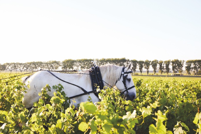Aurélie Rovnanik (Agence BW) Aurélie Rovnanik (Agence BW)
