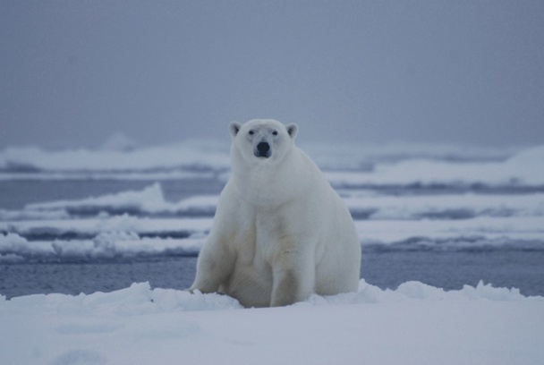 Une croisière expédition est un produit touristique bien précis, surtout en zone arctique - Photo F. Weill