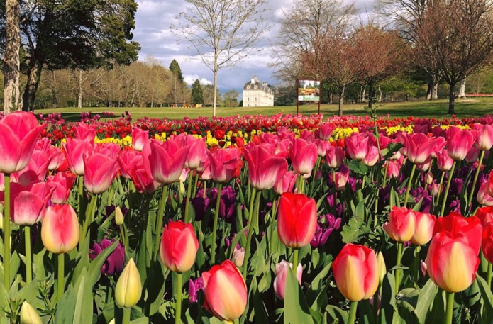 Plus de 350 000 tulipes ont été plantées dans le domaine du Château de Cheverny - DR