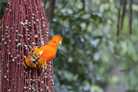 ©PAG / Coq-de-roche ©PAG / Coq-de-roche