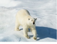 Hurtigruten : webinaire le 25 mars sur le Spitzberg