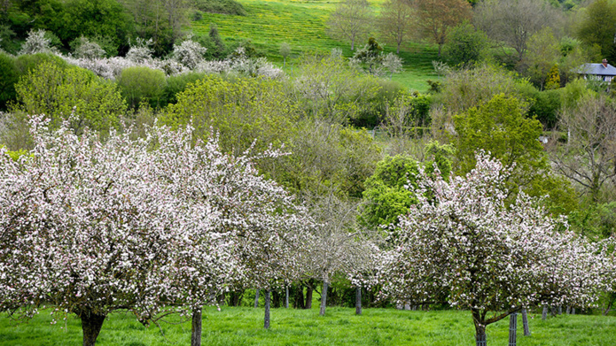 © Wondershoot - les pommiers en fleurs - Normandie