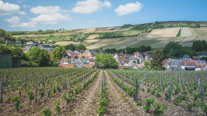 @ Teddy Verneuil - Vignes & coteaux à Chavignol