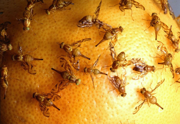 Mouches mexicaines des fruits. Originaire du Guatemala et du Mexique, cette espèce est envahissante en Californie, où elle pèse sur l’agriculture du pamplemousse. Ici, des femelles déposant leurs œufs sur un fruit. Jack Dykinga/USDA Agricultural Research Service (2007), CC BY-NC-ND Mouches mexicaines des fruits. Originaire du Guatemala et du Mexique, cette espèce est envahissante en Californie, où elle pèse sur l’agriculture du pamplemousse. Ici, des femelles déposant leurs œufs sur un fruit. Jack Dykinga/USDA Agricultural Research Service (2007), CC BY-NC-ND