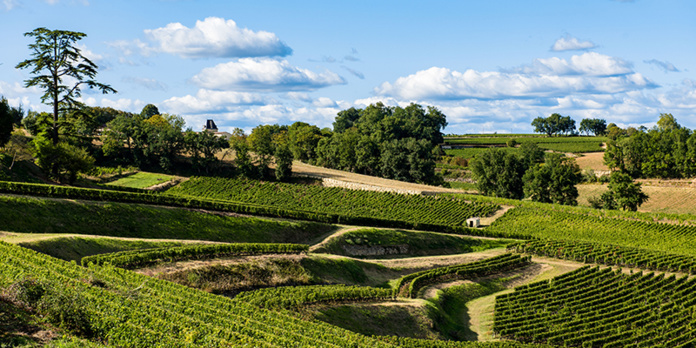 © Millesime Prive - St Emilion vignoble