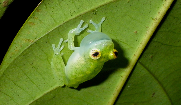 © BVillette Hyalinobatrachium-cappellei chantant sous une feuille RNR -Trésor