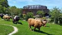 Vache Ecolodge © Diverti’Parc