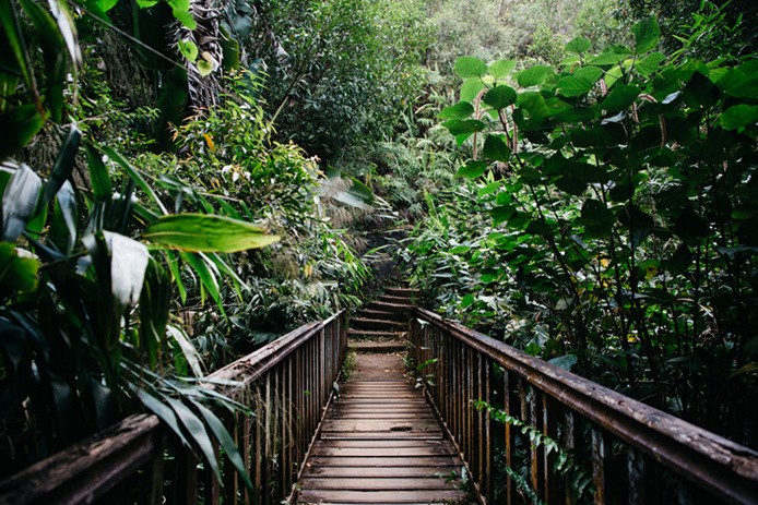 © IRT / Loeildeos – La forêt de Bébour © IRT / Loeildeos – La forêt de Bébour