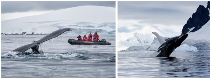 En février 2020, une équipe de recherche de Conservation International, composée de 6 scientifiques, embarquait pour 3 semaines à bord de L’Austral - DR PONANT