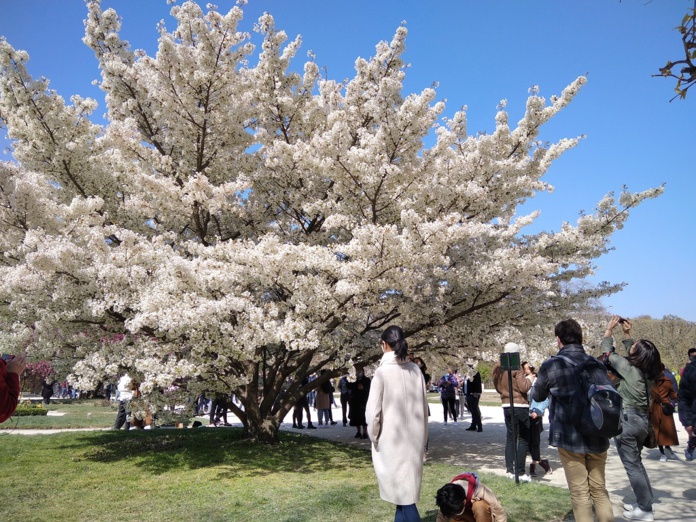 Un cerisier du Japon au Jardin des plantes à Paris, attire des milliers de visiteurs tous les jours - Photo JS