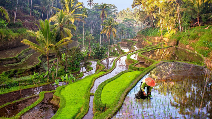 Travailleur dans les rizières de Tegallalang, Bali, Indonésie © Sakdawut14