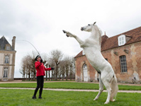 © Haras Pin Loic Kheir cabré 2020-1146 BD David Commenchal © Haras Pin Loic Kheir cabré 2020-1146 BD David Commenchal