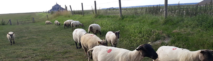 © ACSM Tours/ Le Mont-Saint-Michel © ACSM Tours/ Le Mont-Saint-Michel