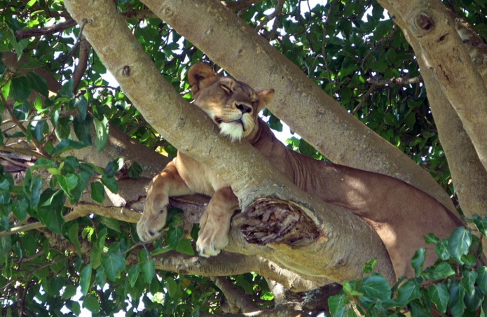 Dans le secteur d'Ishasha, les lions "poussent" dans les arbres et s'y prélassent /crédit photo CM
