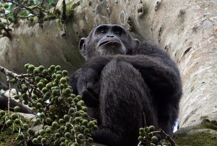 C’est dans cet endroit où les arbres semblent monter au ciel que nous faisons notre rencontre du 3e type avec ces primates avec qui nous partageons plus de 98% de nos gênes. /crédit CM