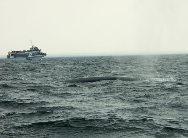 La vue des baleines, ces géants gracieux (et des « petits » bélugas blancs) battant l’air de leur souffle avant de replonger dans les fonds est prodigieuse - DR : JDL