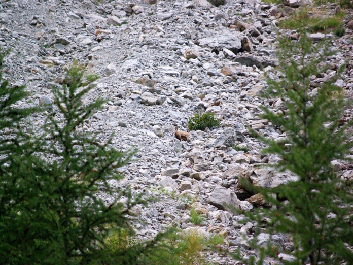 Dans le Parc des Ecrins, versants et vallons accueillent des populations de chamois et de bouquetins assez faciles à observer… à condition d’être discret - DR : J.-F.R.