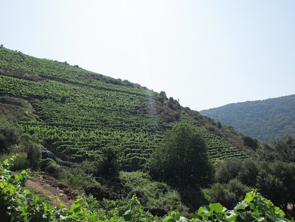 Les collines de Ribeira Sacra, bel endroit pour un séjour autour de l'oenotourisme - DR : LAC