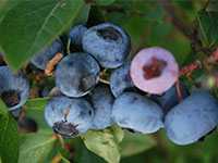 Myrtilles © Anne CHAUVEAU - BFC Tourisme Myrtilles © Anne CHAUVEAU - BFC Tourisme