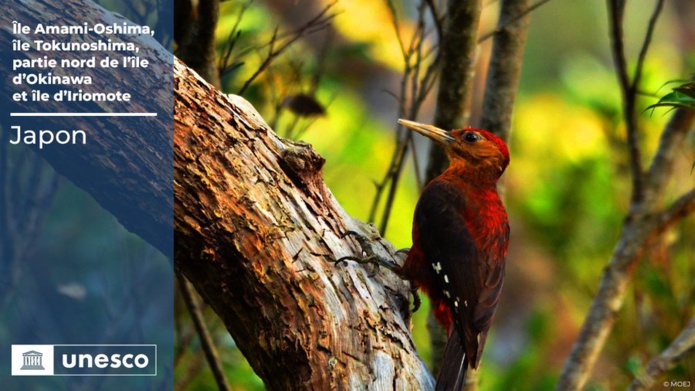 Japon, Île Amami-Oshima, île Tokunoshima, partie nord de l’île d’Okinawa et île d’Iriomote - DR Japon, Île Amami-Oshima, île Tokunoshima, partie nord de l’île d’Okinawa et île d’Iriomote - DR