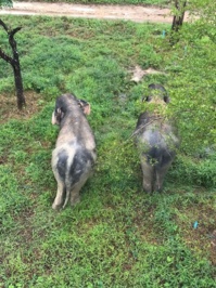 Le Phuket Elephant Sanctuary ultime résidence pour les éléphants ‘’de travail’’ à la retraite, établi sur un terrain de 10 hectares - DR : C.H. Le Phuket Elephant Sanctuary ultime résidence pour les éléphants ‘’de travail’’ à la retraite, établi sur un terrain de 10 hectares - DR : C.H.