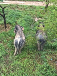 Le Phuket Elephant Sanctuary ultime résidence pour les éléphants ‘’de travail’’ à la retraite, établi sur un terrain de 10 hectares - DR : C.H.