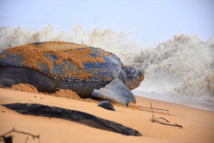 Tortue Luth © Anaele Sacchettini Tortue Luth © Anaele Sacchettini