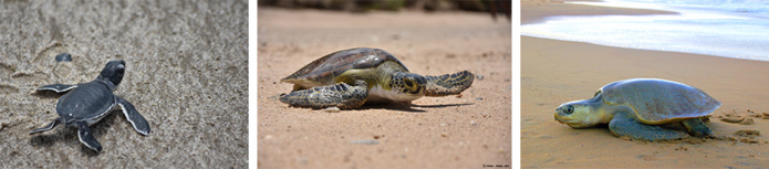 Emergence de Tortue verte © Gabriel Siong, RNA / Jeune Tortue Verte © Gabriel Siong, RNA / Tortue Olivâtre © Rachel Berzins