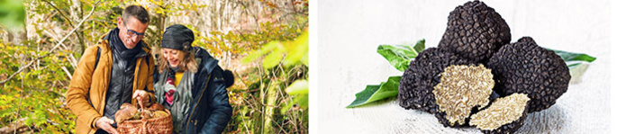 Sortie aux champignons © my destination / Truffes © shutterstock / BFC Tourisme Sortie aux champignons © my destination / Truffes © shutterstock / BFC Tourisme