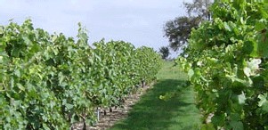 Charente-Maritime : le Cep Enchanté, un parc à thème dédié à la vigne