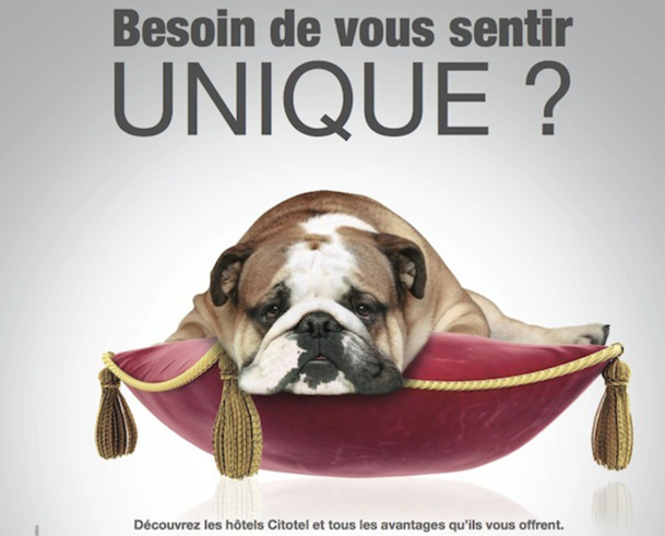 Pour marquer les esprits, Citotel a lancé une campagne de communication décalée, dont la mascotte est un chien. DR Pour marquer les esprits, Citotel a lancé une campagne de communication décalée, dont la mascotte est un chien. DR