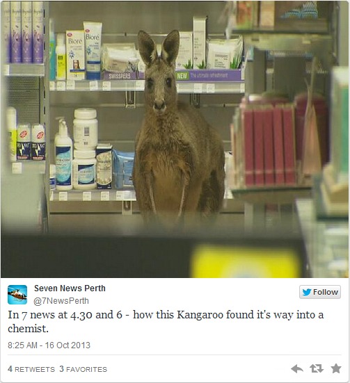 De nombreuses photos du kangourou réfugié à l'aéroport de Melbourne ont été publiées sur Twitter - DR Twitter