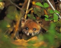 CDT Haute-Marne : nouvelle brochure ''Confidences'' CDT Haute-Marne : nouvelle brochure ''Confidences''