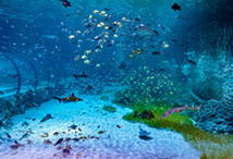 © Aquarium National d’Abu Dhabi © Aquarium National d’Abu Dhabi