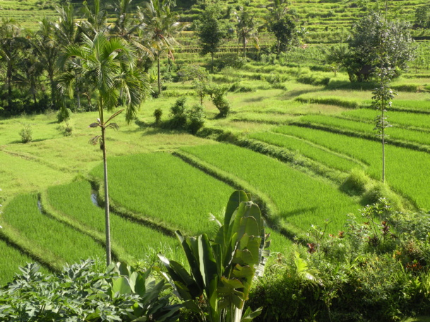 Les rizières, émeraudes de Bali…  - Photo CP