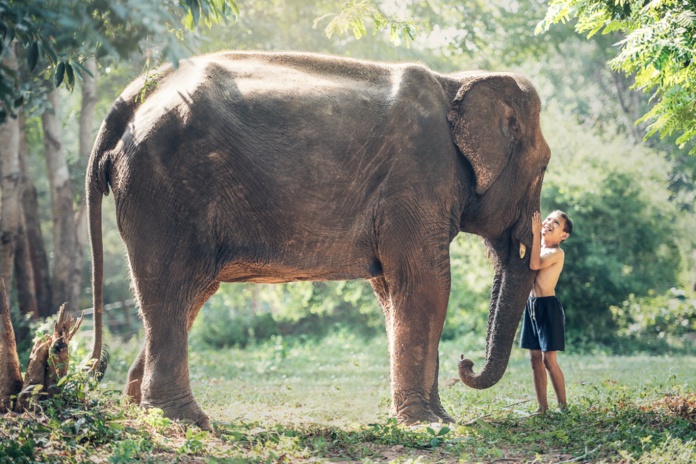 © Sasin Tipchai - Pixabay