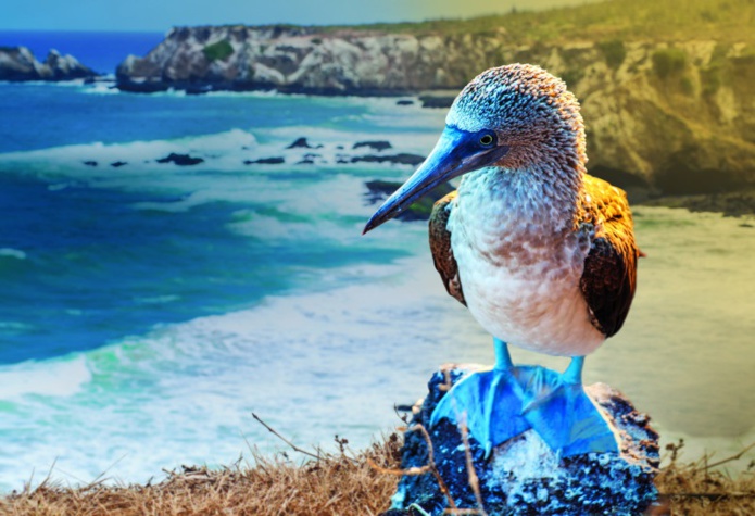 À partir de janvier 2024, Celebrity Cruises proposera six itinéraires de sept nuits aux îles Galápagos - DR : Celebrity Cruises À partir de janvier 2024, Celebrity Cruises proposera six itinéraires de sept nuits aux îles Galápagos - DR : Celebrity Cruises