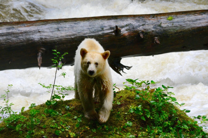 © Spirit Bear Lodge © Spirit Bear Lodge