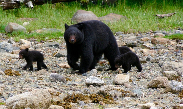 © Clayoquot Wilderness Lodge