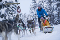 Devenez musher le temps d’une journée avec l’entreprise Sky High Wilderness !  © Gouvernement du Yukon