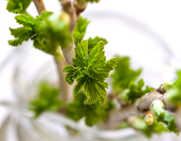 Du terme latin gemme, qui signifie à la fois bourgeon et pierre précieuse, la gemmothérapie utilise exclusivement les tissus embryonnaires frais des plantes, arbres et arbustes, c’est-à-dire les bourgeons - DR : © natashamam35 - Fotolia.com