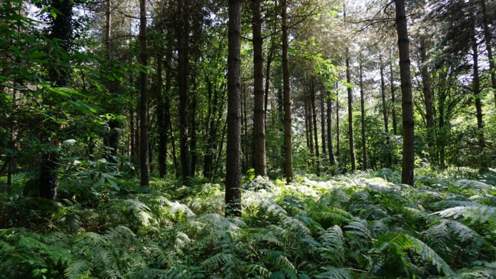 Création de puits de carbone avec Ecotree (©Ecotree)