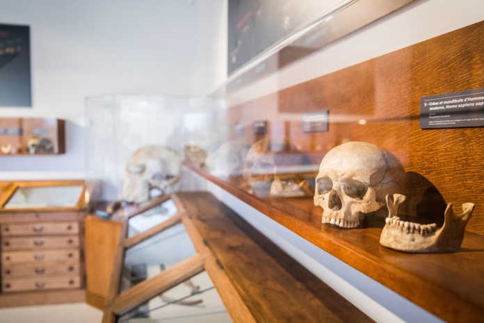 Musée de l'Aurignacien, une visite sensorielle avec toucher (©A.Ferreira) Musée de l'Aurignacien, une visite sensorielle avec toucher (©A.Ferreira)