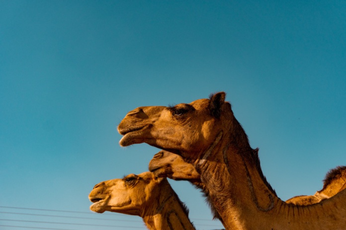 © Sulthan Auliya - Unsplash