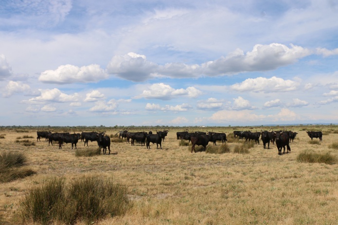 Pour découvrir la Camargue, rien de tel que les « modes doux » pour respecter la nature et pénétrer au plus profond des marais, là où aucun véhicule n’accède à ce territoire fragile - DR : J.-F.R.