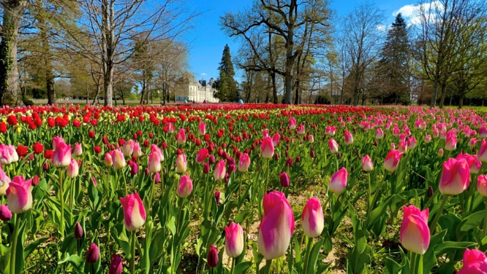 Le fameux ruban de 250 000 tulipes au château de Cheverny - DR