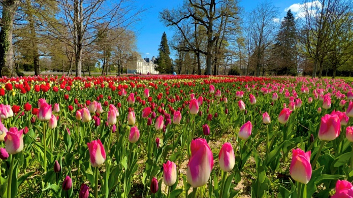 Le fameux ruban de 250 000 tulipes au château de Cheverny - DR Le fameux ruban de 250 000 tulipes au château de Cheverny - DR